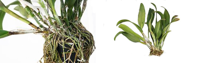 kỹ thuật trồng địa lan có giả hành